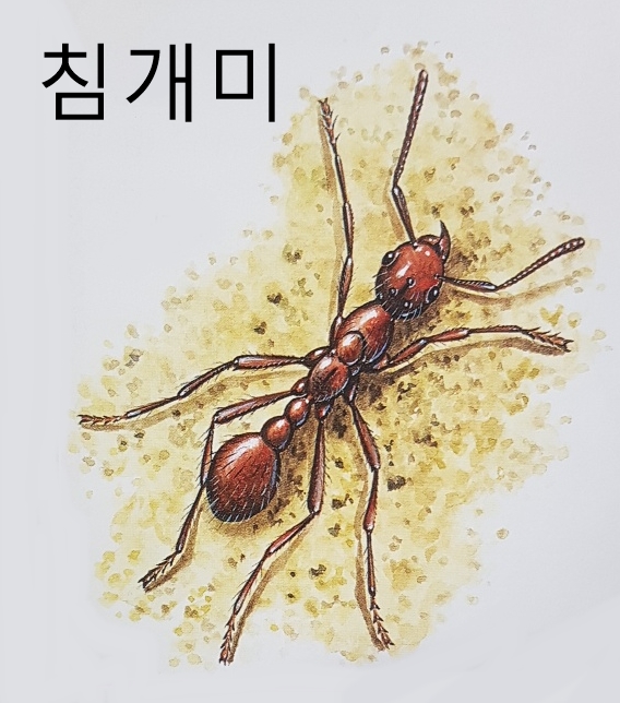 개미 흰개미 종류 특징 습성 크기 집 (침개미 군대개미 홍개미 수확개미 목수개미 가위개미 등)