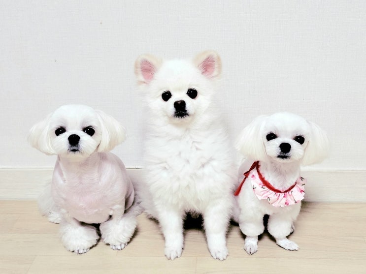  강릉애견미용 또왕또왕 아이들