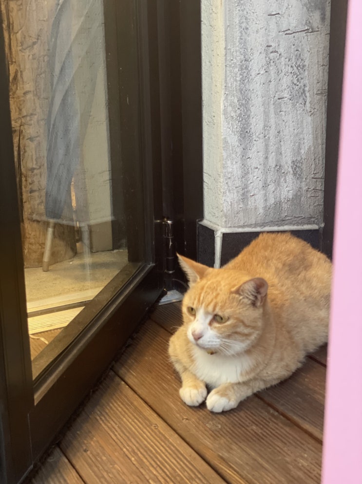 고양이들이 가득한 남해의 독일마을 고양이들이 가득한 남해의 독일마을