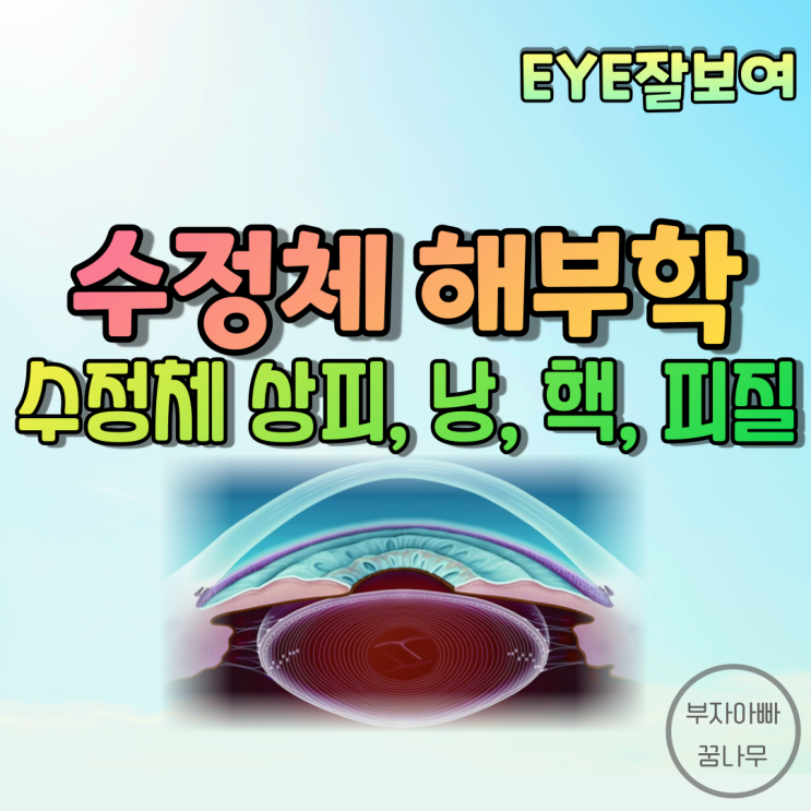  [EYE잘보여] 수정체 해부학 - 상피(Epithelium), 낭(Capsule), 핵(Nucleus), 피질(Cortex),  섬모체소대(Zonule)