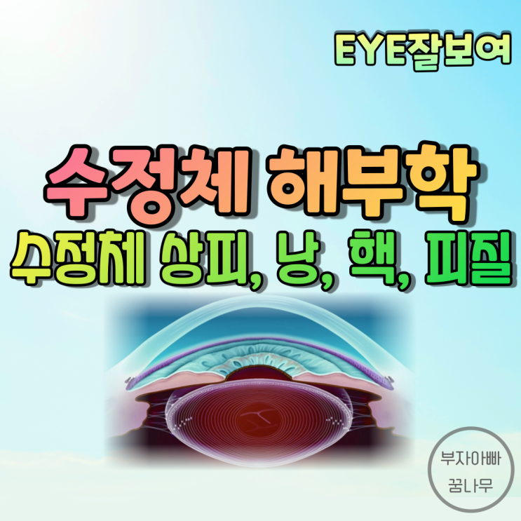 [EYE잘보여] 수정체 해부학 - 상피(Epithelium), 낭(Capsule), 핵(Nucleus), 피질(Cortex),  섬모체소대(Zonule)