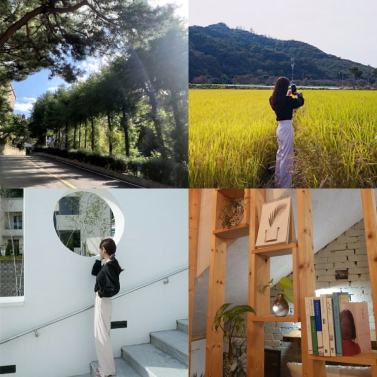  청주 추정리 메밀꽃밭 실패하고 논뷰에서,,,,찰칵일일일락/보타닉120/자소서/막학기/중간고사 바쁜 일상..c멈춰!!