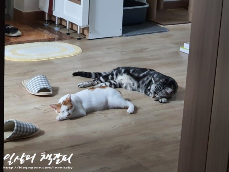  <2인2묘 라이프> 2021. 10. 10~11. 집사 반가워!