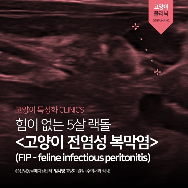  5살 랙돌 <고양이 전염성 복막염> (FIP: feline infectious peritonitis) 신약치료 (고양이 전문진료, 센텀동물메디컬센터)