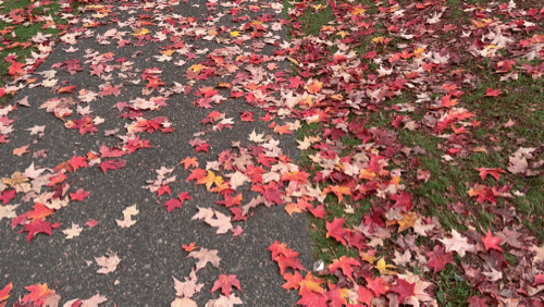 밴쿠버의 가을 단풍 끝자락, 디어레이크 Deer Lake 산책