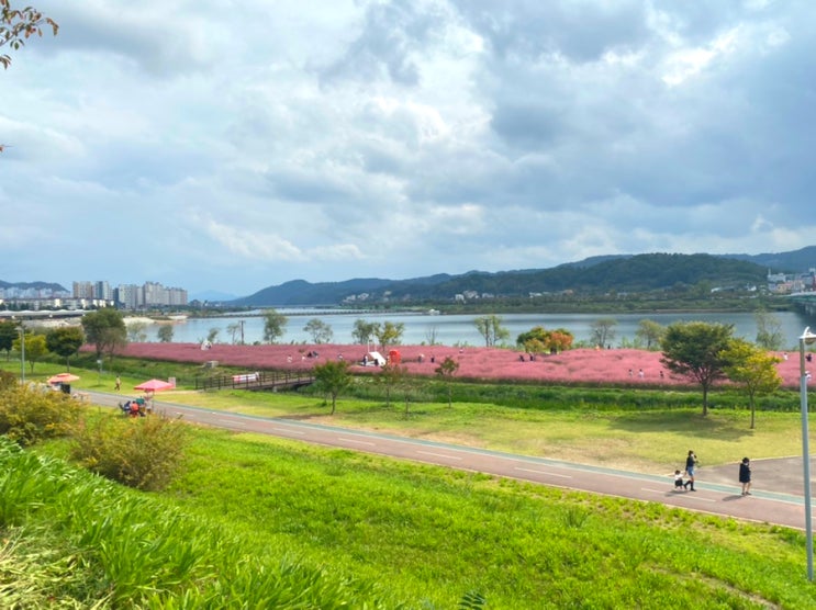 안동 핑크뮬리 명소 / 그라스원 / 경북 가을여행지 추천