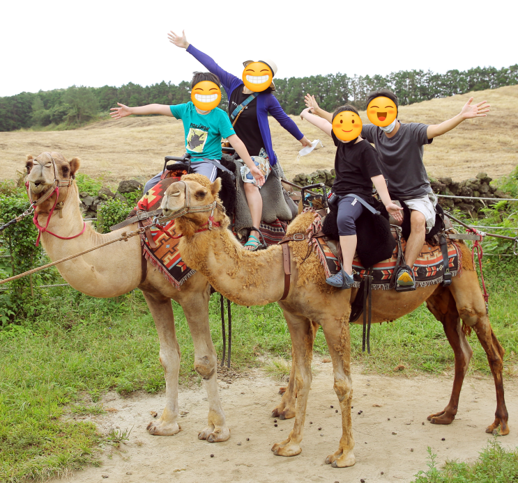  제주 낙타 트래킹, 아이와 할만한 체험으로 굿~!!