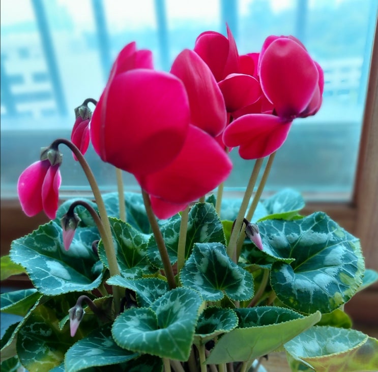 시클라멘 키우기 가을 겨울 꽃 꽃말 잎이나 꽃이 축 늘어지는 이유 시클라멘 키우기 가을 겨울 꽃 꽃말 잎이나 꽃이 축 늘어지는 이유