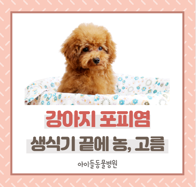  강아지 생식기 농, 고름, 포피염, 만성동 동물병원