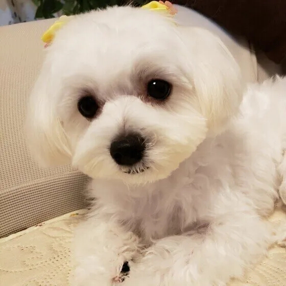  강아지 위험한 재채기 여부를 판단하는 법