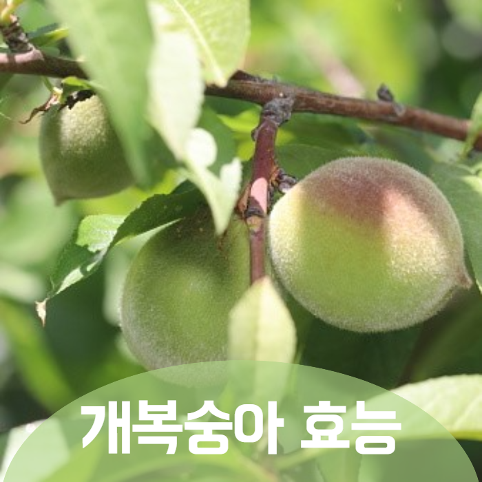  개복숭아 액기스 엑기스 주 청 효능