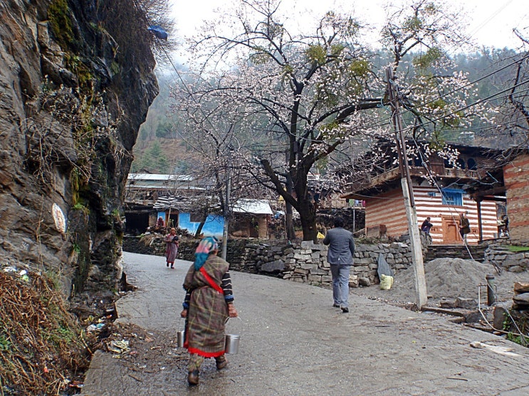 India - Manali - 티베트 마을로 한 걸음씩