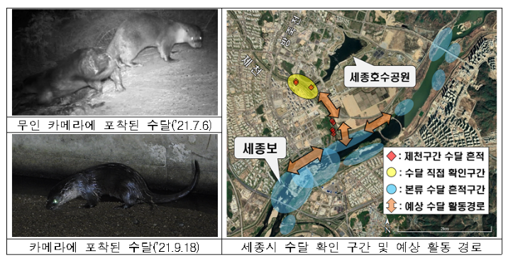 세종시 도심하천에 수달 가족이 산다_환경부 세종시 도심하천에 수달 가족이 산다_환경부