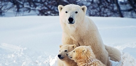 세상에서 가장 큰 육식동물, 북극곰에 대한 이야기