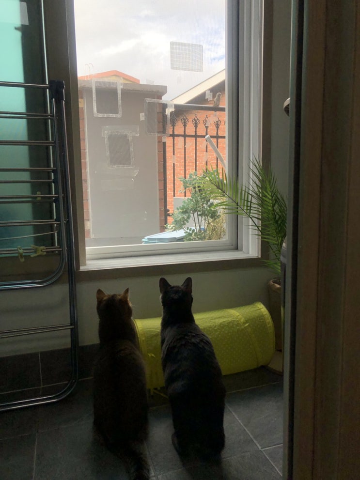  "테라스에 새가 왔어요" 집 고양이 새구경