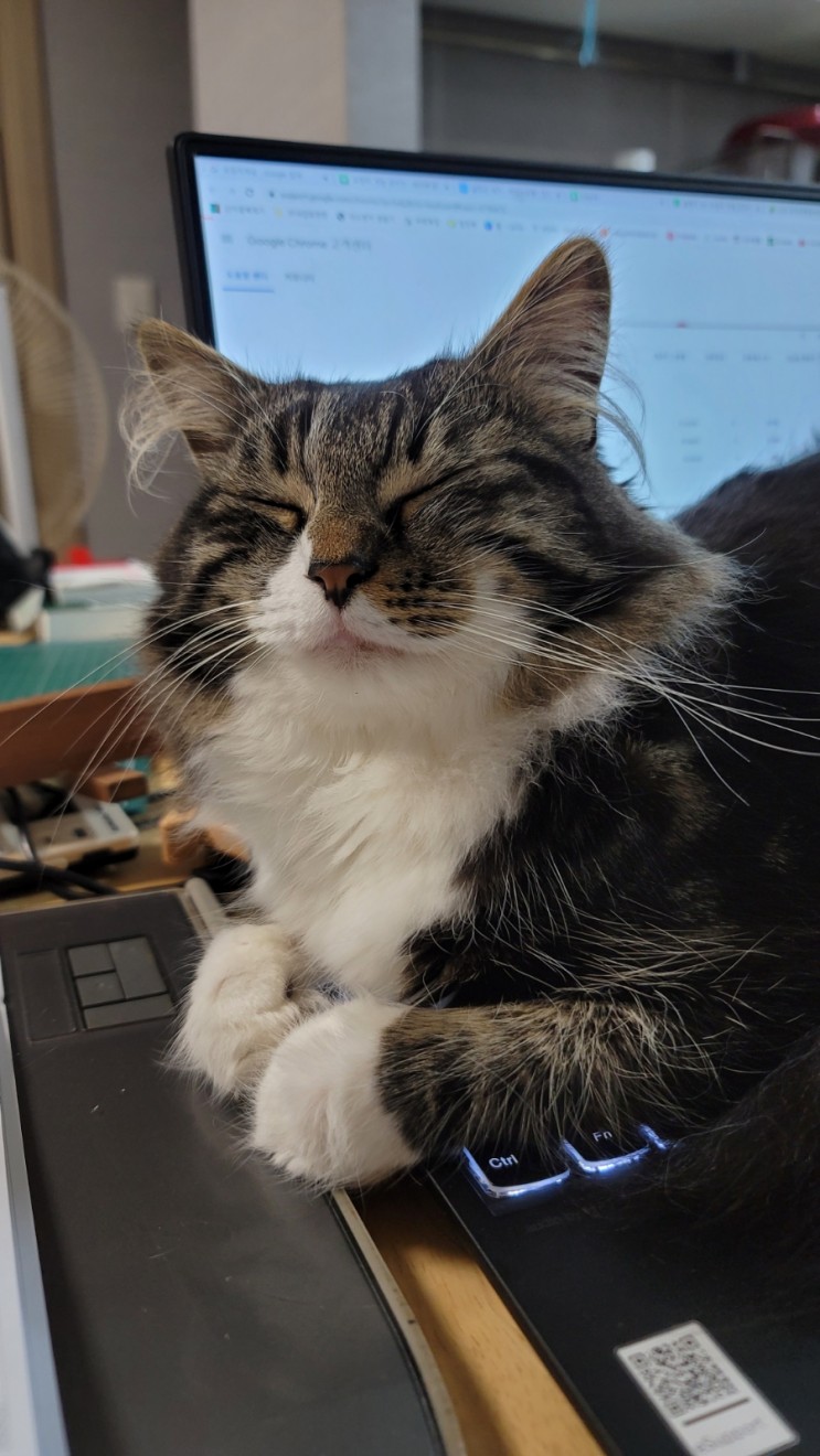 고양이가 노트북 위에 올라오는 이유?