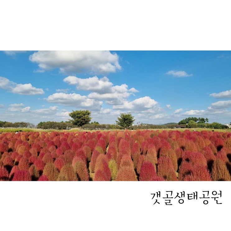  시흥 갯골생태공원 댑싸리 핑크뮬리 가을나들이