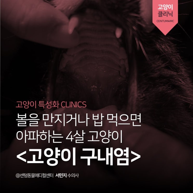  4살 고양이 <고양이 구내염> (부산 고양이 친화병원 센텀동물메디컬센터)