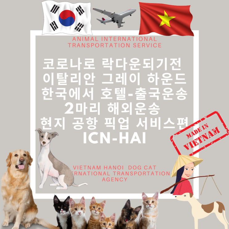  베트남하노이 강아지 고양이 운송 베트남하노이 강아지 고양이 검역 동물 출국 입국