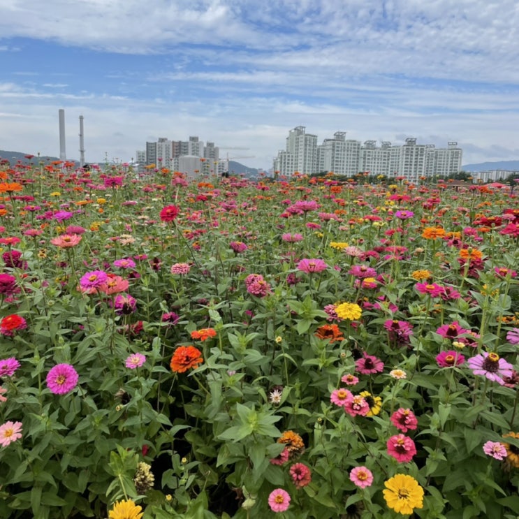 서울 근교 꽃구경 가을 여행지 추천:: 핑크뮬리와 가을꽃 명소 양주 나리공원
