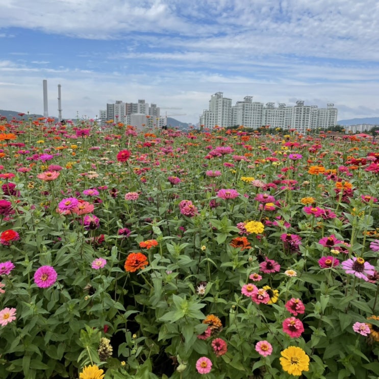  서울 근교 꽃구경 가을 여행지 추천:: 핑크뮬리와 가을꽃 명소 양주 나리공원