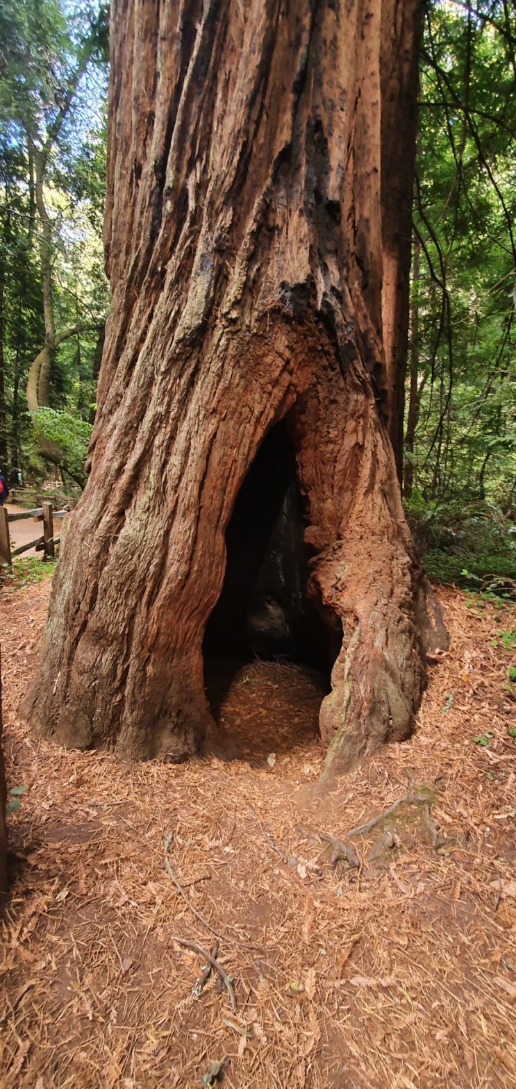  나무를 사랑한다면 뮤어 우즈(Muir woods)