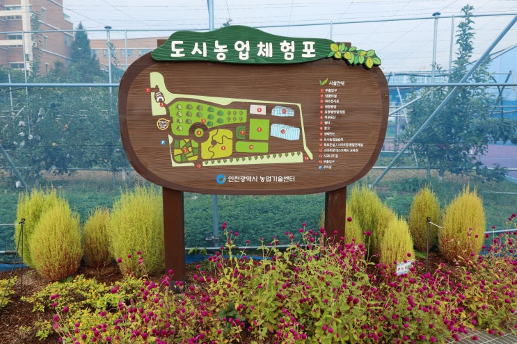 [인천 농업기술센터 도시농업체험포] 인천 계양꽃마루 간 김에 구경하기 좋은 곳