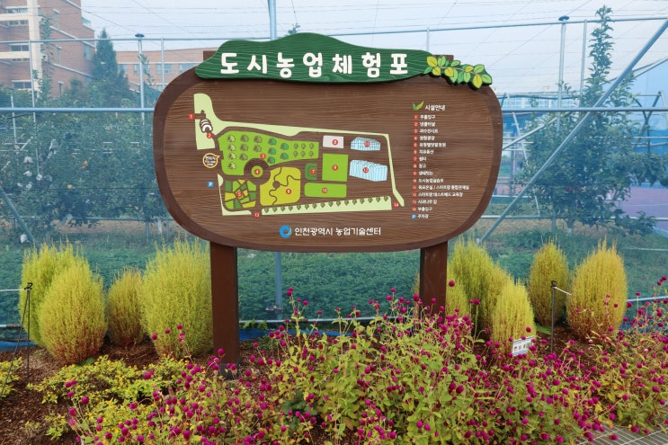  [인천 농업기술센터 도시농업체험포] 인천 계양꽃마루 간 김에 구경하기 좋은 곳