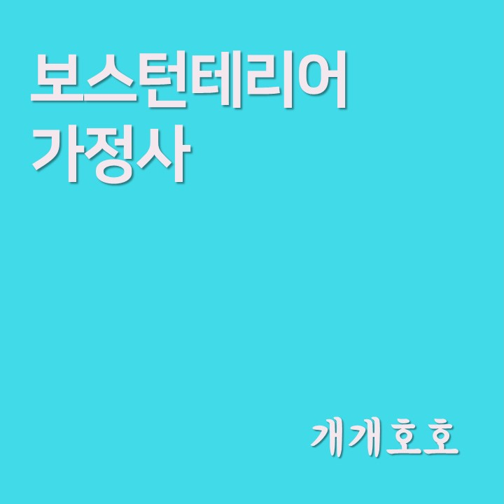  보스턴테리어 가정사