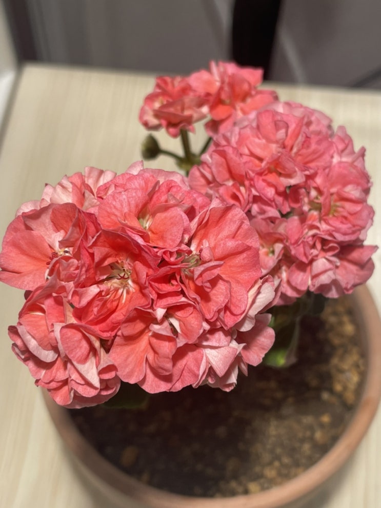  The 글로리