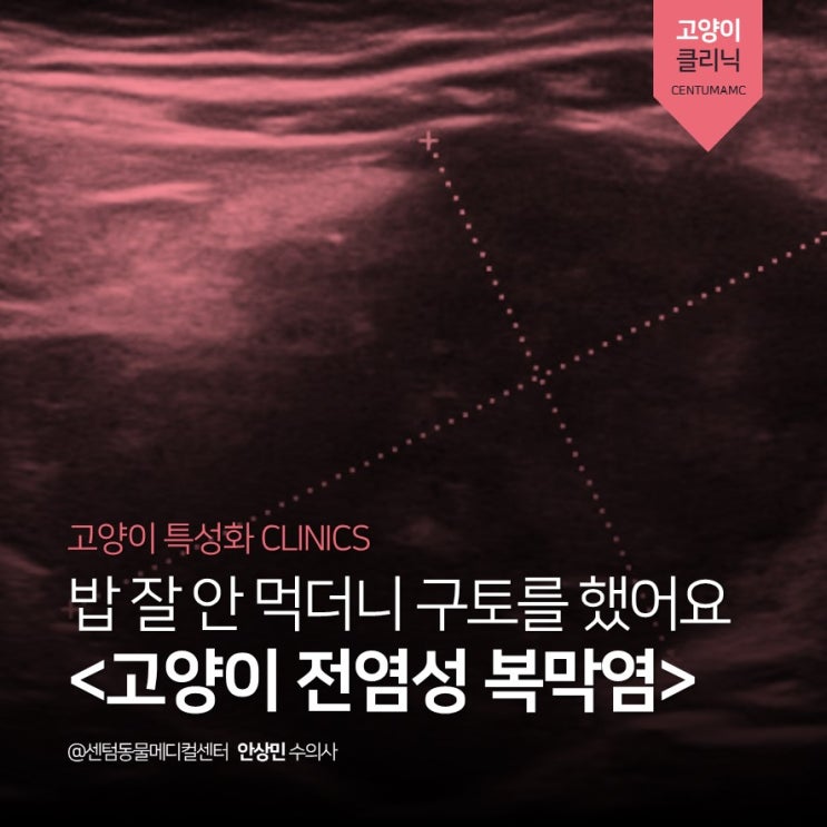  식욕부진과 구토, 2살 고양이 <고양이 전염성 복막염> (부산 수영역 고양이 동물병원 센텀동물메디컬센터)