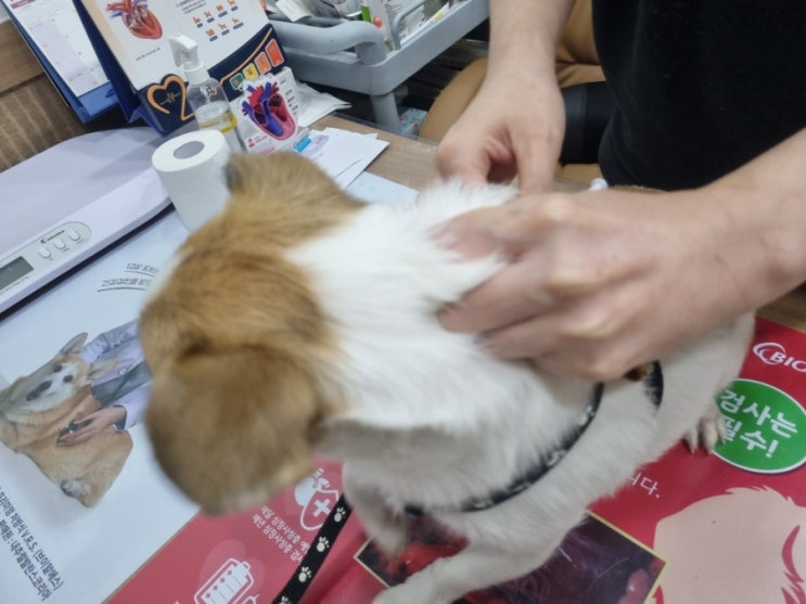 강아지 예방접종비용. 일년에 한번하는 추가접종 총비용도 궁금하시죠. 강아지 예방접종비용. 일년에 한번하는 추가접종 총비용도 궁금하시죠.