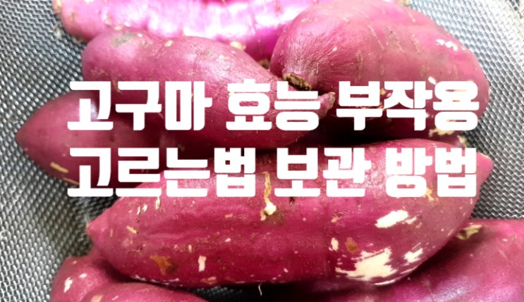  고구마 효능 부작용 (ft. 고르는 법 보관 방법) 싹 난거  검은 반점 점박이병