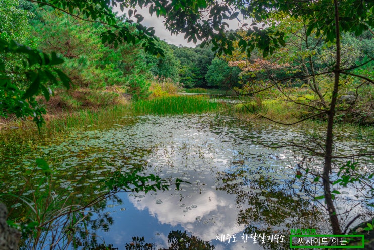  제주도 한달살기 숙소 SE 추천 "동백동산"