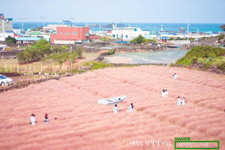  제주 한달살기  숙소  "SE" 추천 [북촌에가면 핑크뮬리]
