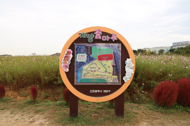  [인천 계양꽃마루] 10월 코스모스 보러 가 볼 만한 곳