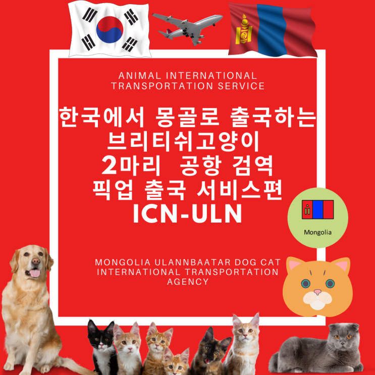  몽골 고양이운송 검역 몽골강아지 운송 검역 고양이 강아지 해외출국