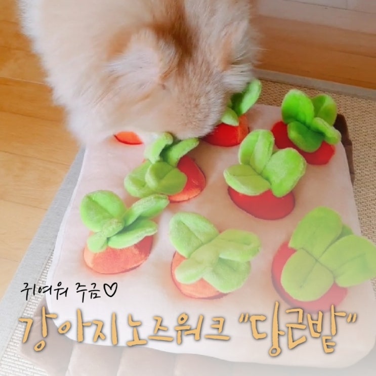  [강아지 장난감 핫템] 소형견 노즈워크 당근밭