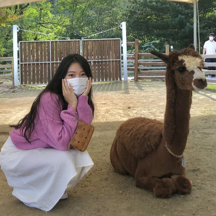  강원도 홍천 가볼만한 곳 :: 알파카월드 관람 팁/ 입장권 할인/ 홍천 여행지