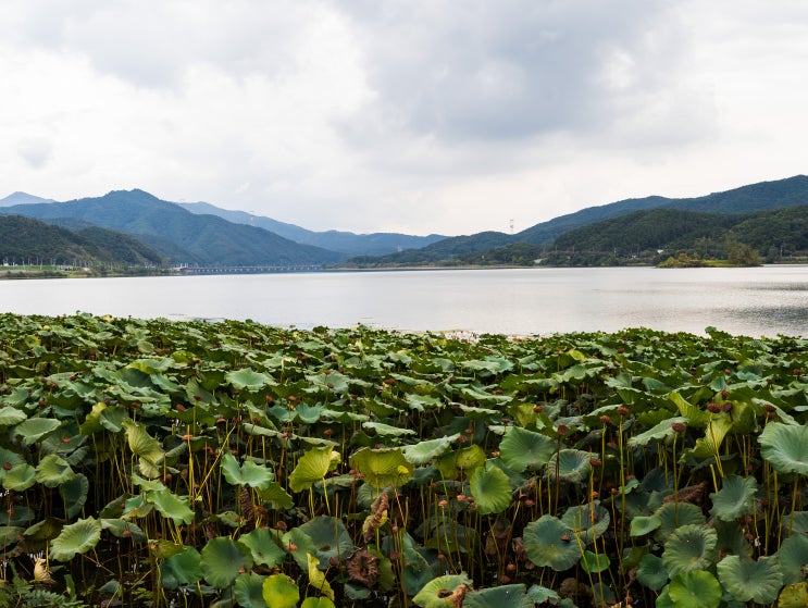 24mm F2 DG DN Contemporary 개봉  양수리 두물머리 출사후기