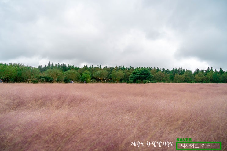  제주도 한달살기 숙소 SE 추천 "핑크뮬리 카페 글렌코"