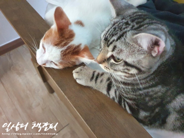  <2인2묘 라이프> 2021. 10. 14~15. 집사야 아프지마