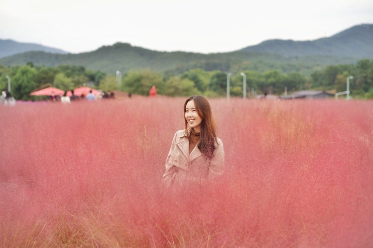  양주 나리농원 예약, 경기 핑크뮬리 명소, 서울근교나들이