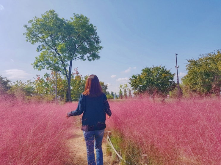  가을 피크닉 가기 딱 좋은 장소, 반포 한강공원 그라스정원에서 핑크뮬리 구경하기.