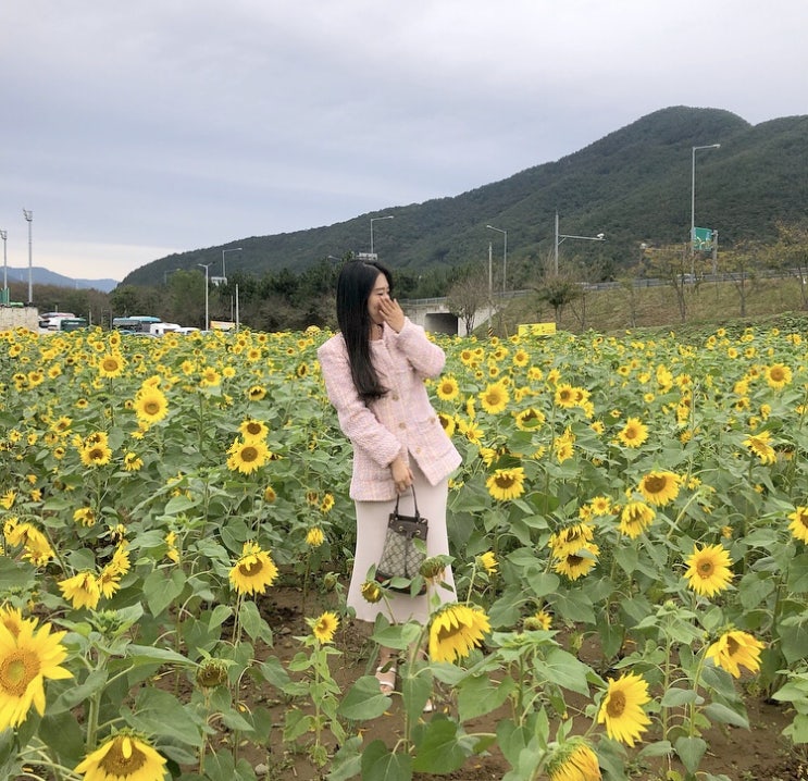  [밀양가볼만한곳]10월가을여행,밀양산외면해바라기꽃단지,용평터널<인스타핫플>