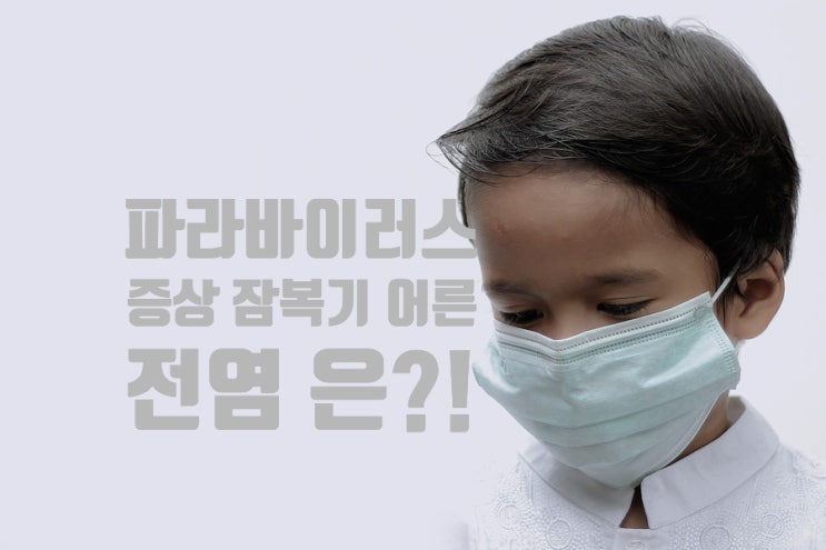  파라바이러스 증상 잠복기 어른 전염 은?!