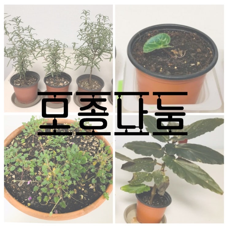  완전 흔둥이, 삽목한 목베고니아 모종 등 나눔(마감)