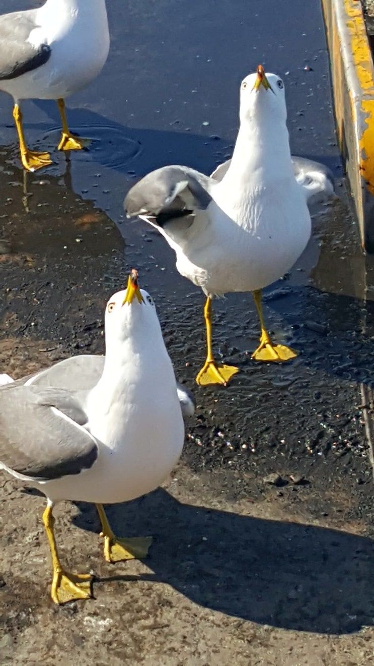  갈매기