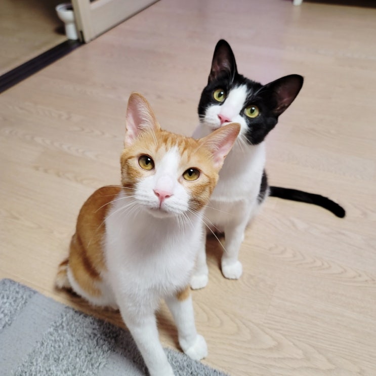  사랑둥이 고양이들과  파리바게트 당근케이크!!