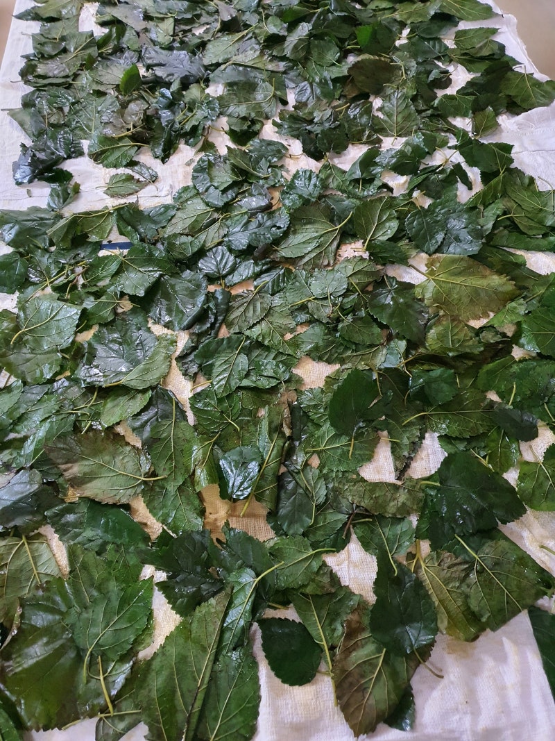 서리맞은 뽕나무 잎으로 만드는 상상엽차 만들기 : 네이버 블로그
